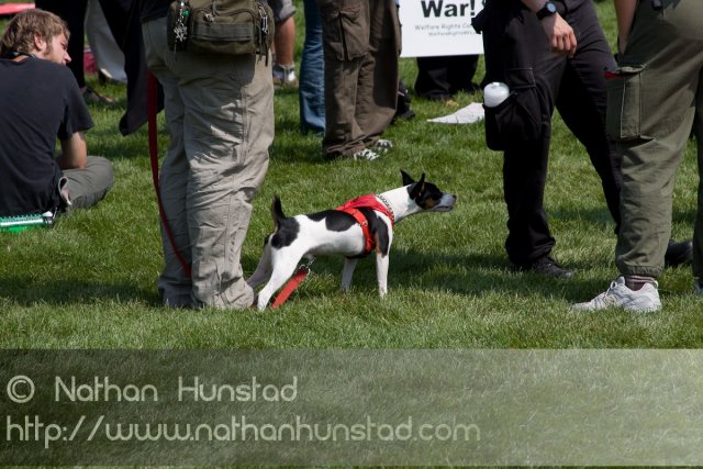 Puppy_2008-09-01_IMG_1769